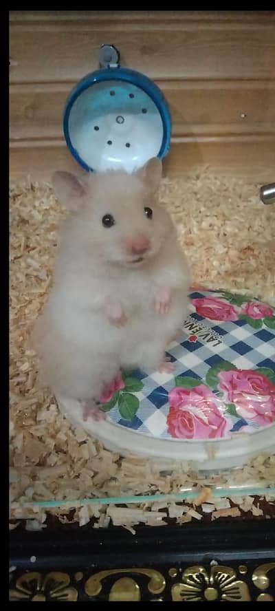 syriean hamster