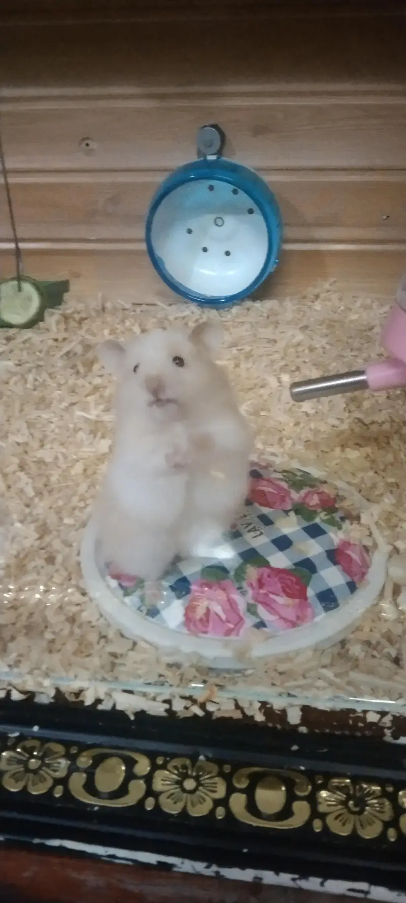 syriean hamster — photo 2
