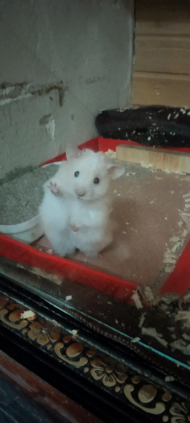 syriean hamster — photo 3