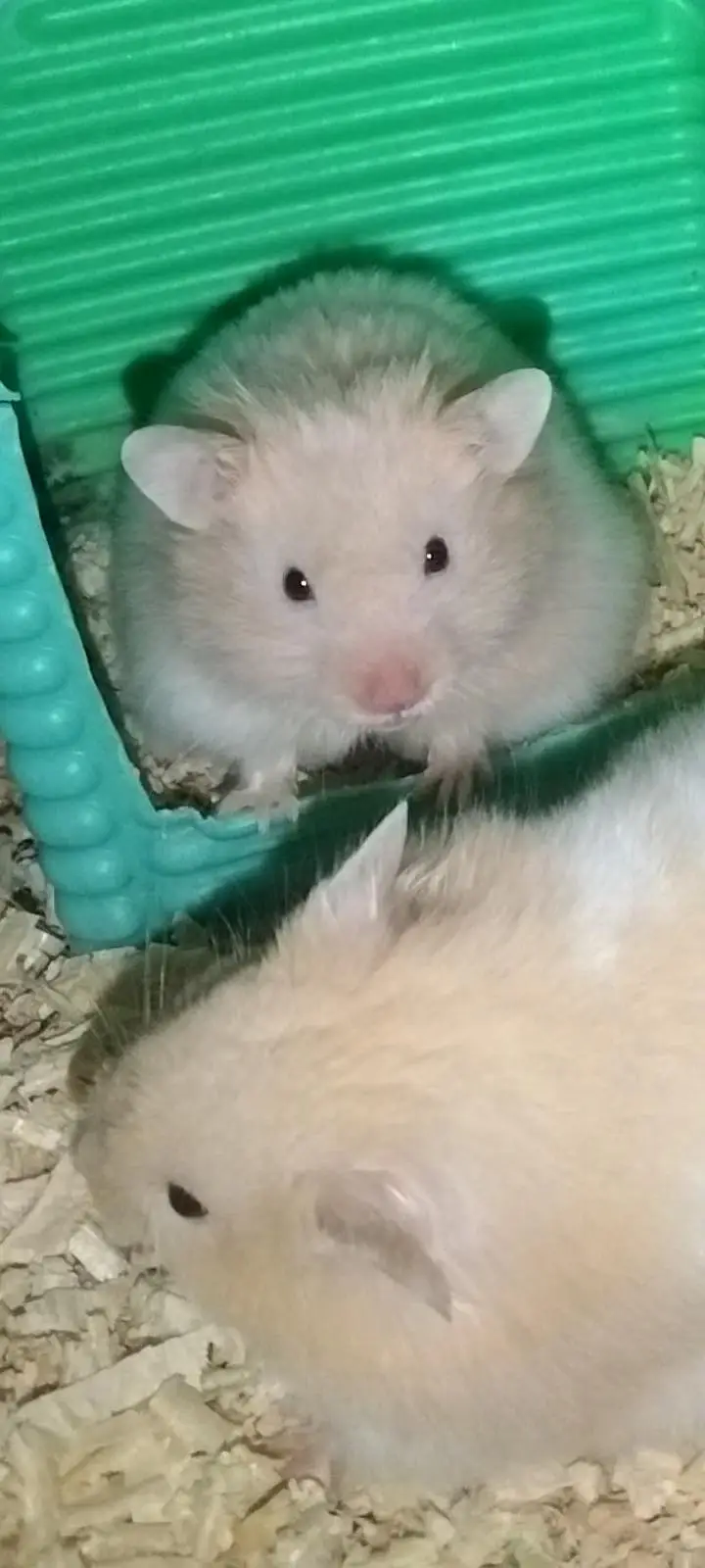 syriean hamster — photo 4