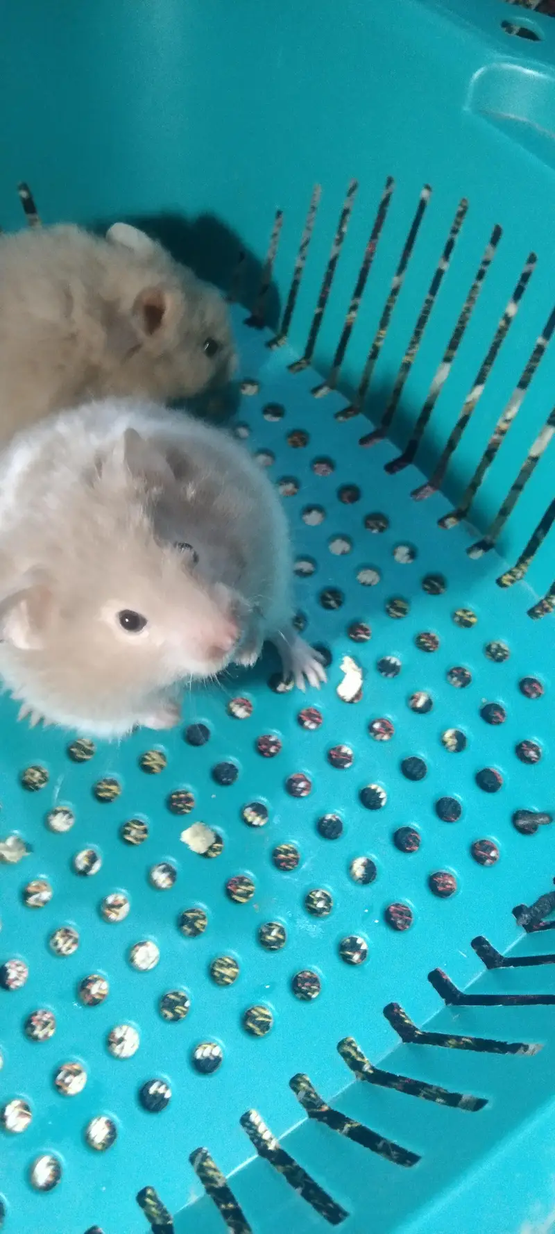 syriean hamster — photo 5