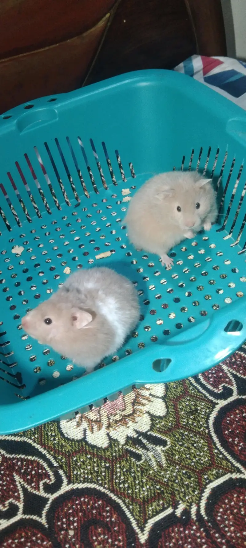 syriean hamster — photo 6