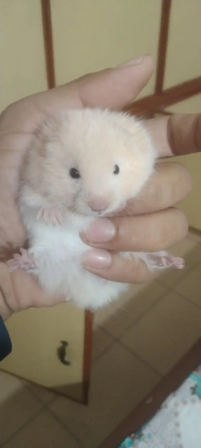 syriean hamster — photo 7