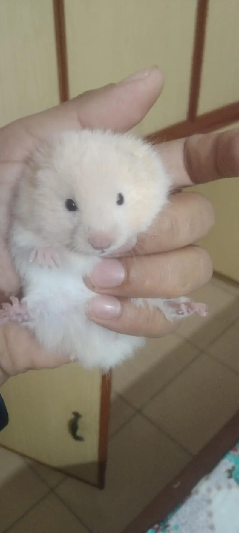 syriean hamster — photo 8