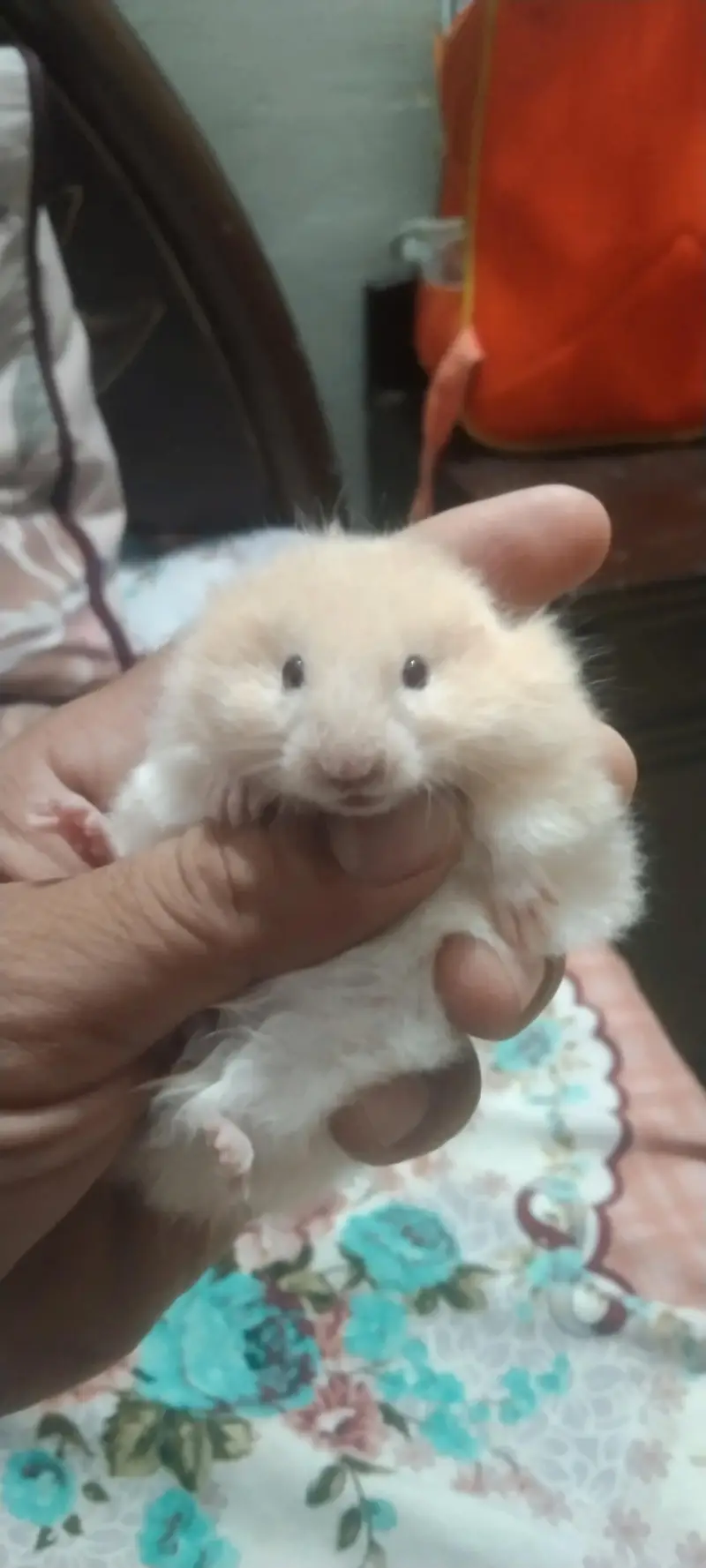 syriean hamster — photo 9