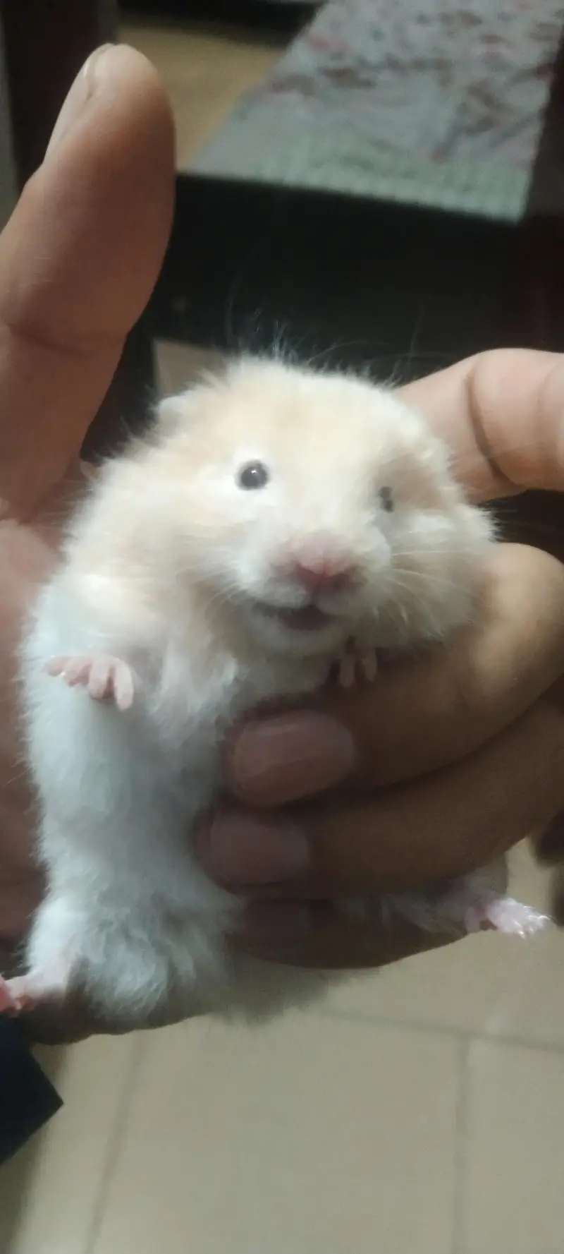 syriean hamster — photo 10