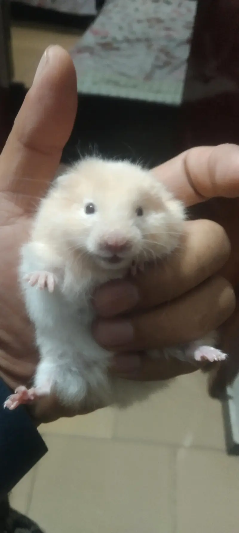 syriean hamster — photo 11