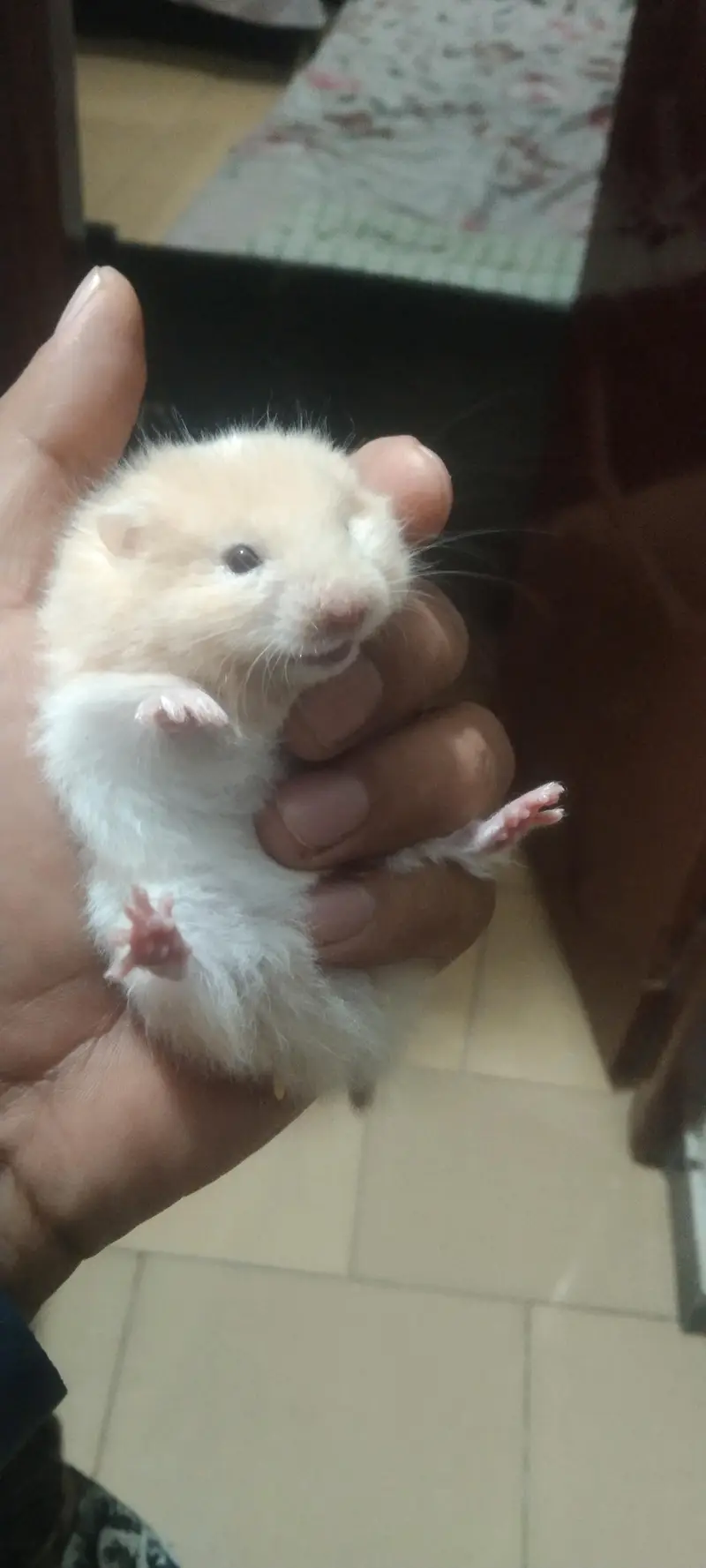 syriean hamster — photo 12