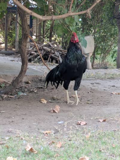 Aseel pair for sale Active And Healthy
