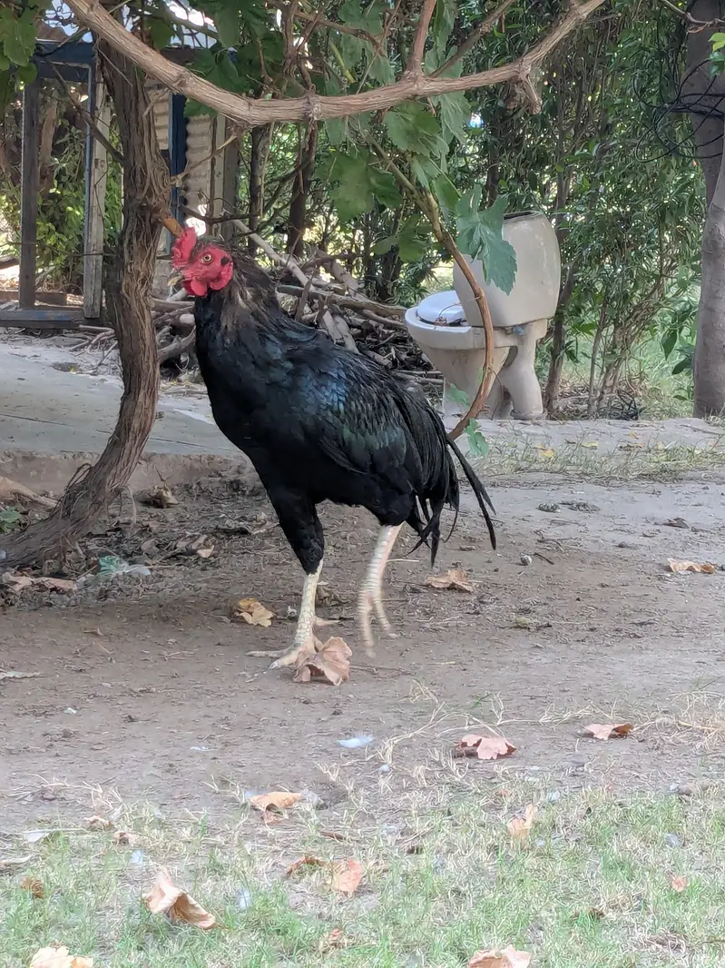 Aseel pair for sale Active And Healthy — photo 2
