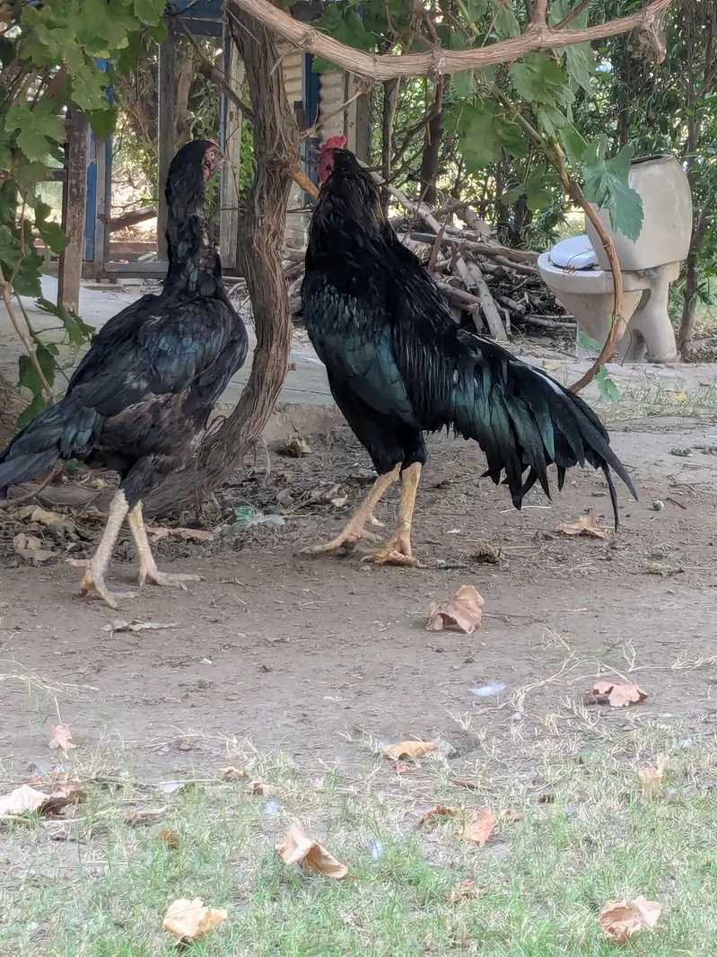 Aseel pair for sale Active And Healthy — photo 3