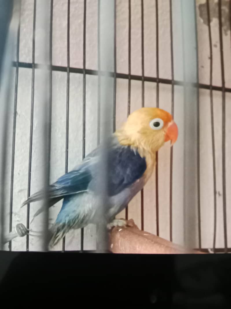 Love birds 0