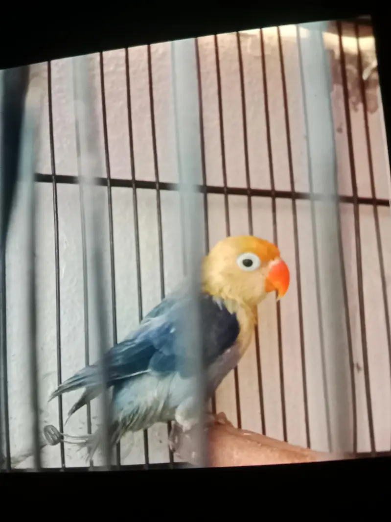 Violet parblue opaline patha. — photo 2