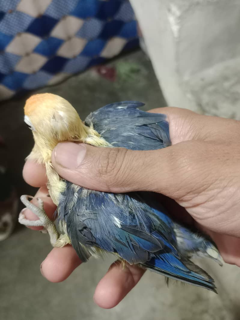 Love birds 2