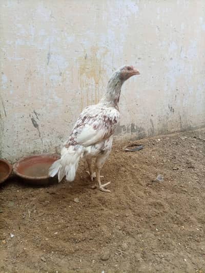 For contact 03055959796