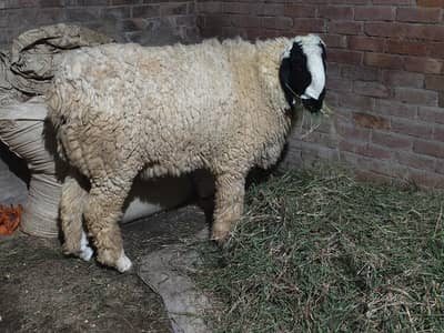 sheep for sale