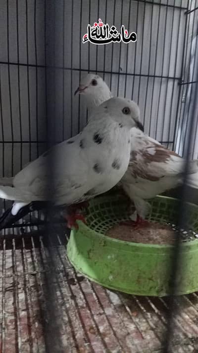 Beautiful pigeon fast Breeding pair For sale