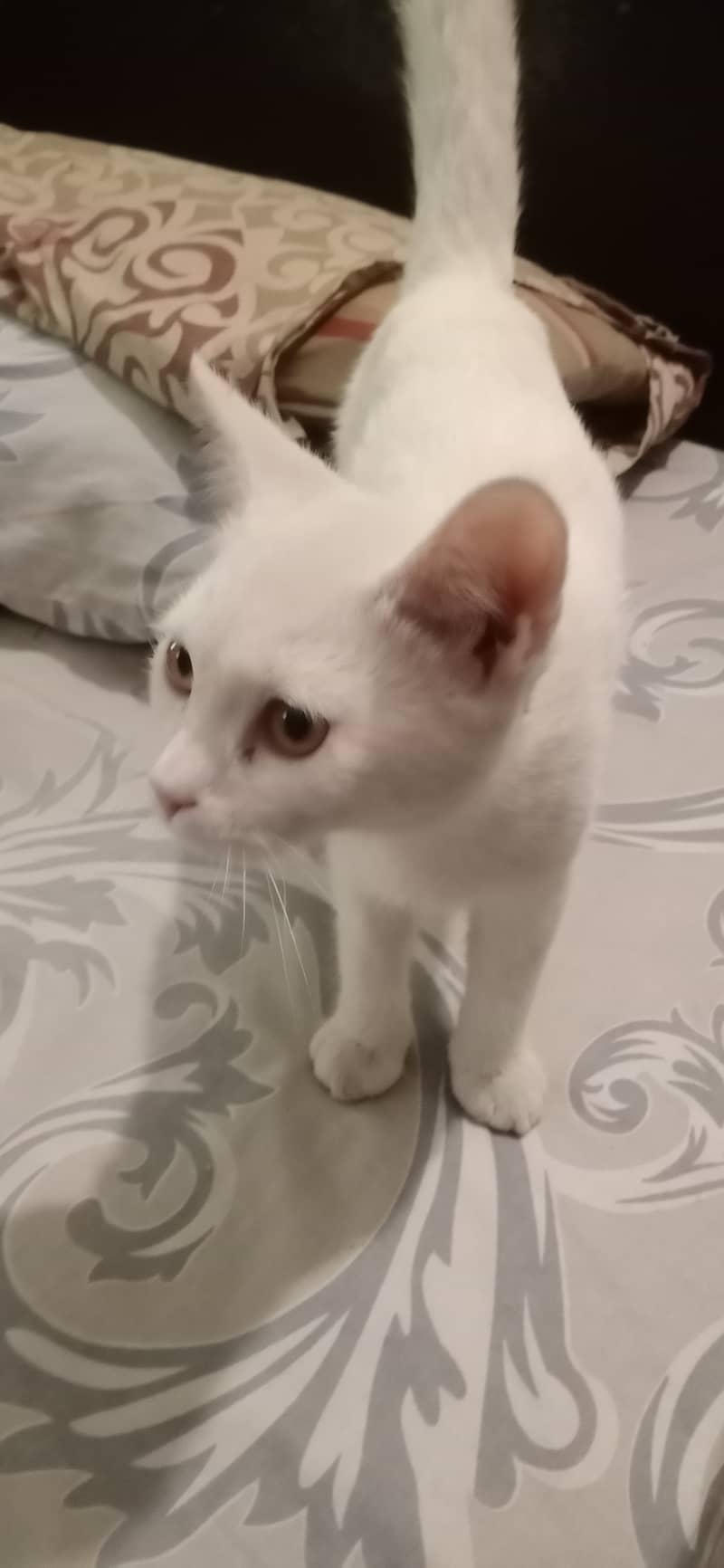 White kitten 0