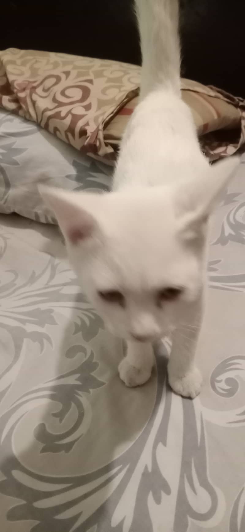 White kitten 1