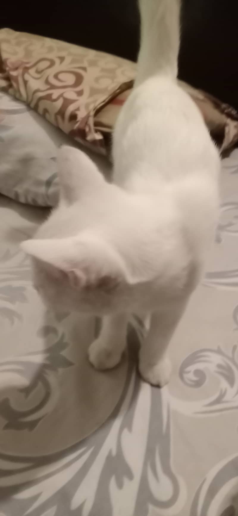 White kitten 2