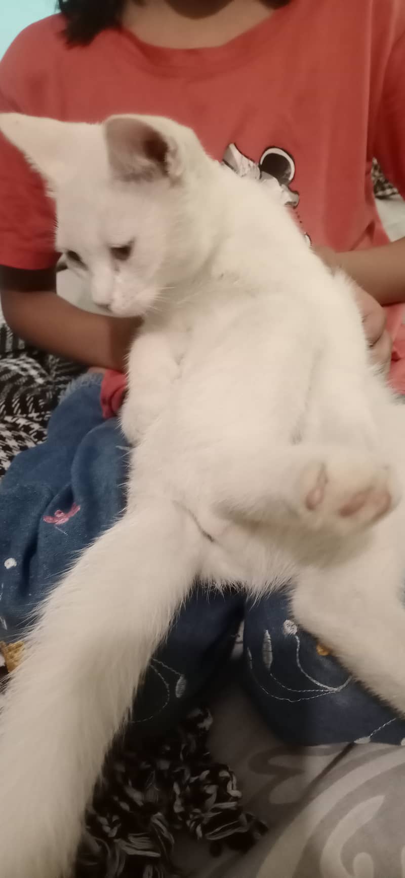 White kitten 3