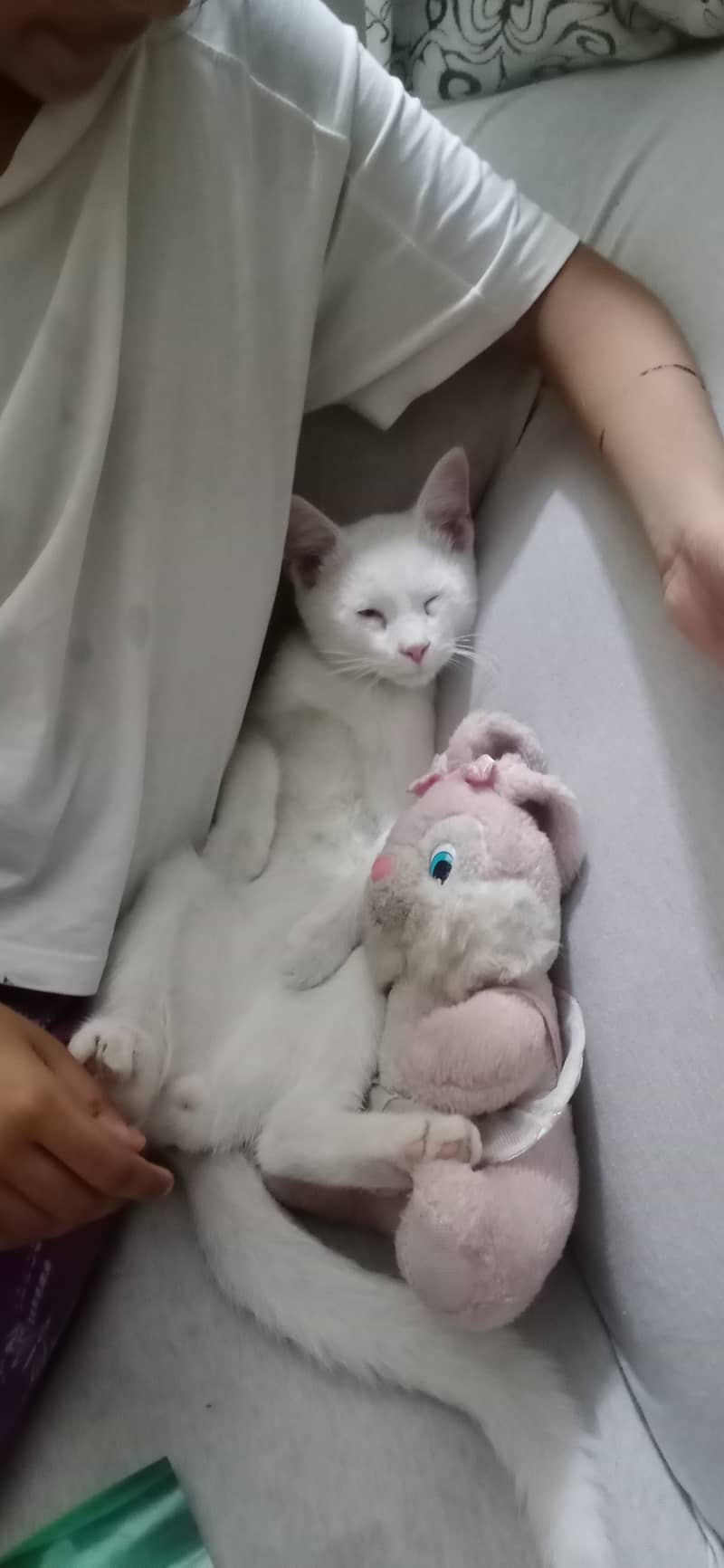White kitten 4