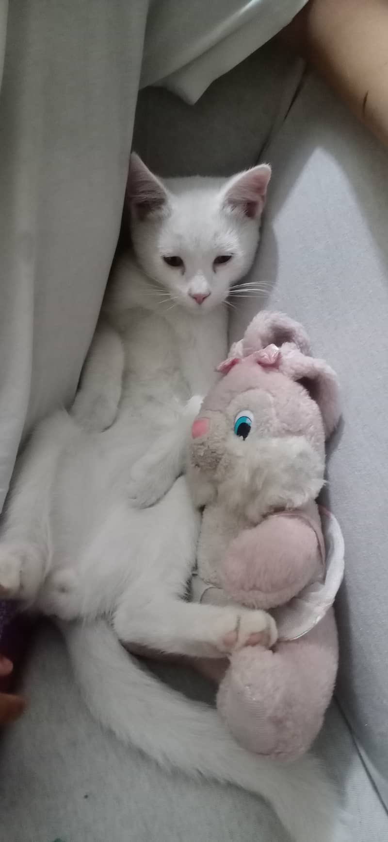White kitten 5