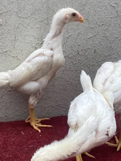 haji white o shamo King chicks
