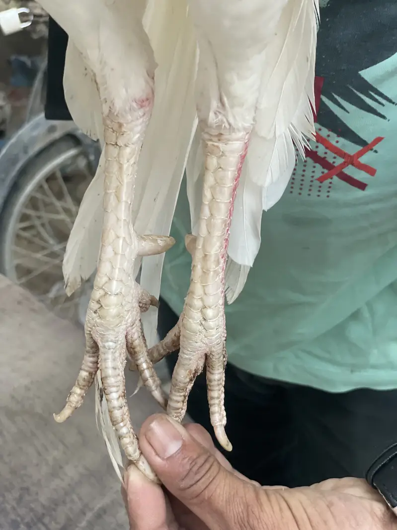 Aseel hera pair contact number  0318/235/9828 — photo 4