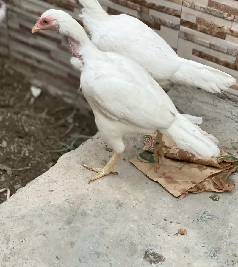Aseel hera pair contact number  0318/235/9828 — photo 9