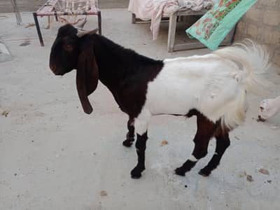 Ando Bakra ha dabal haddi ma ha