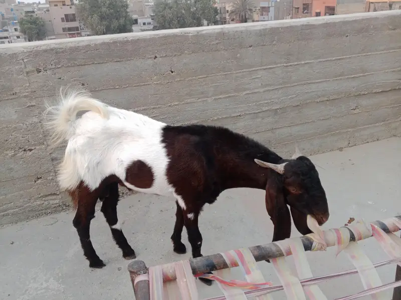 Ando Bakra ha dabal haddi ma ha — photo 2