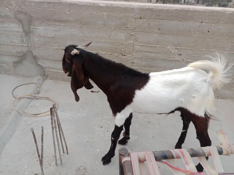 Ando Bakra ha dabal haddi ma ha — photo 3