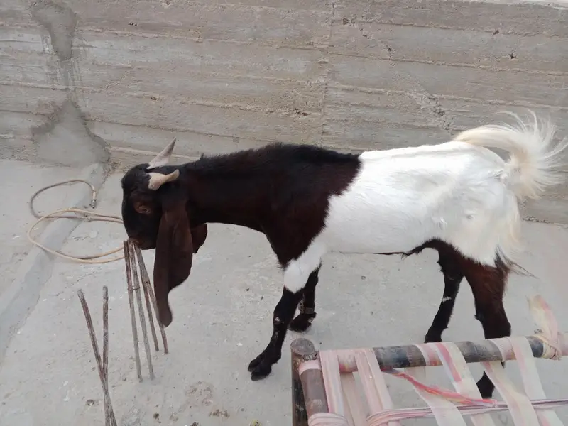 Ando Bakra ha dabal haddi ma ha — photo 4
