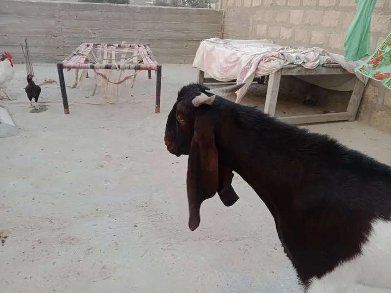 Ando Bakra ha dabal haddi ma ha — photo 5