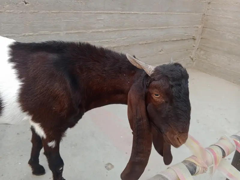 Ando Bakra ha dabal haddi ma ha — photo 6