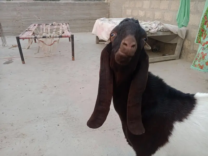 Ando Bakra ha dabal haddi ma ha — photo 7
