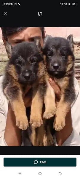 German shepherd puppy Dog For Sale Contact My Whatsapp 0325_2905085