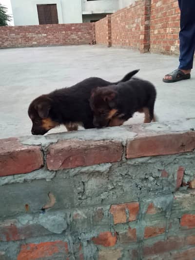 Healthy active puppy