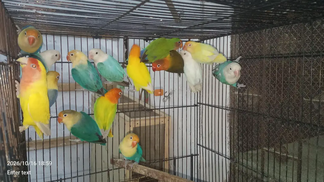 love birds — photo 2