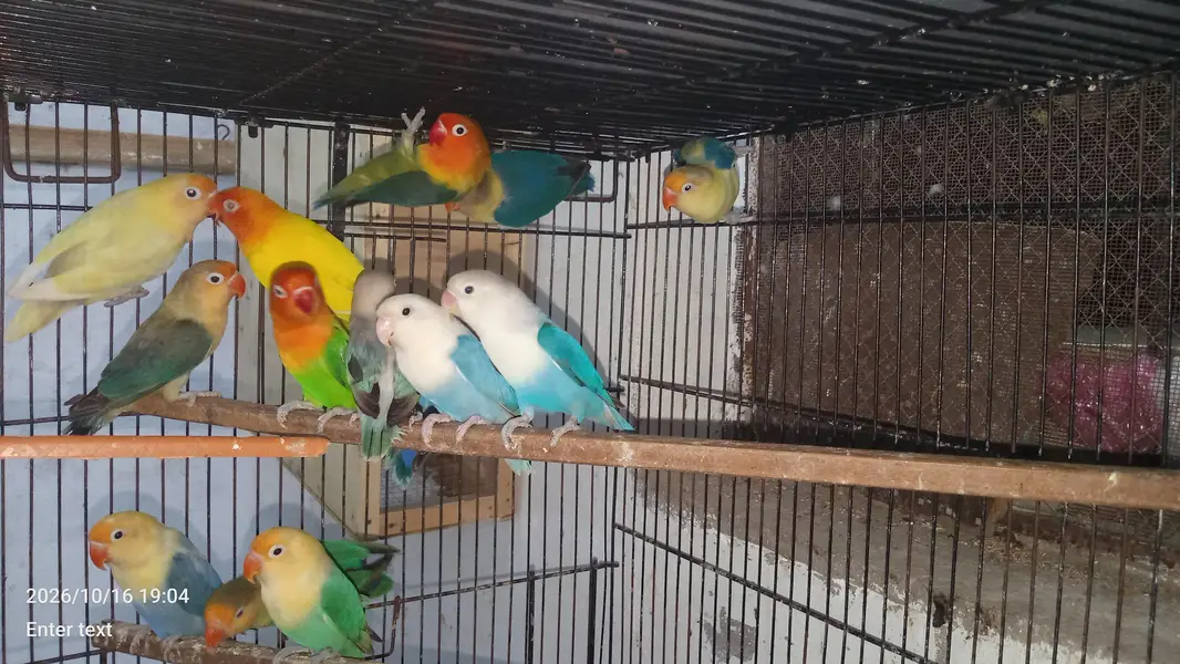 love birds — photo 3
