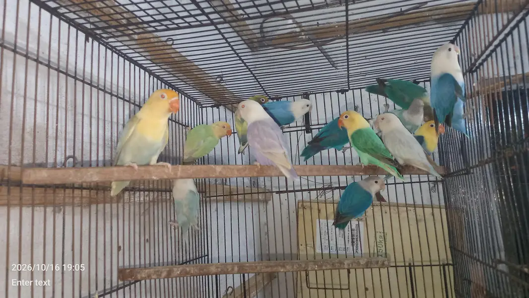 love birds — photo 4
