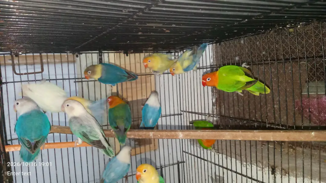 love birds — photo 5