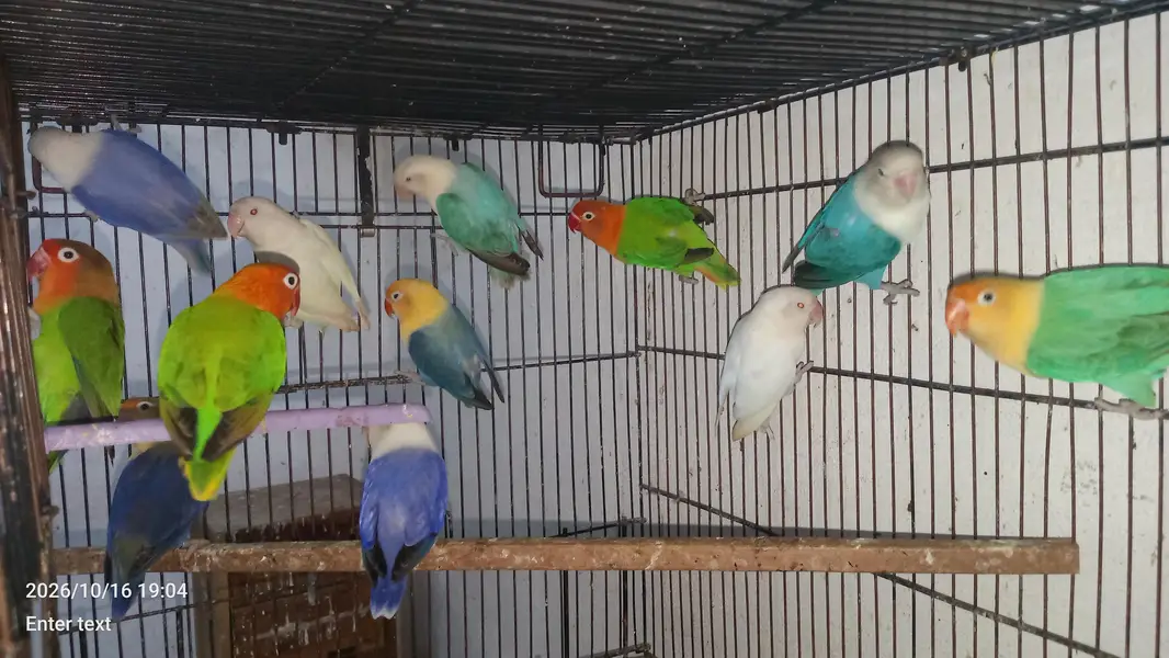 love birds — photo 6