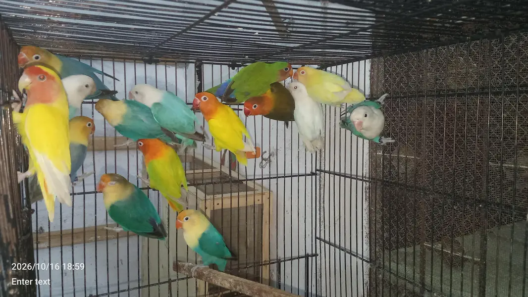 love birds — photo 7