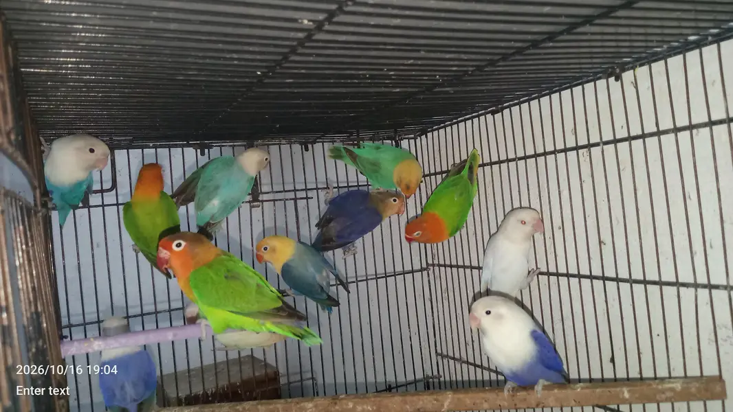 love birds — photo 8