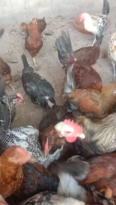 golden misri for sale