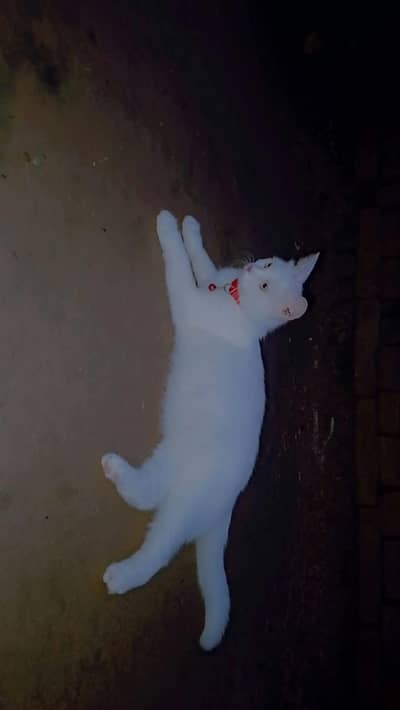 white Persian cat(female)
