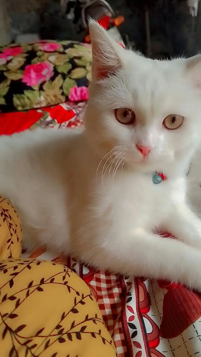 white Persian cat(female) — photo 2