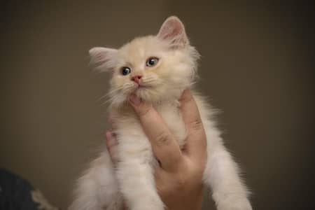 Persian kittens
